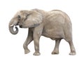 African Elephant Cutout Royalty Free Stock Photo