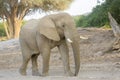 African Elephant, desert adapted, bull in landscape Royalty Free Stock Photo