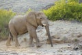 African Elephant , desert adapted, bull in landscape Royalty Free Stock Photo