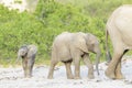 African Elephant, desert adapted, calf behind family Royalty Free Stock Photo