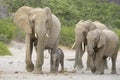 African Elephant. desert adapted, herd with tiny calf Royalty Free Stock Photo