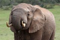 African Elephant Drinking Royalty Free Stock Photo