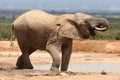 African Elephant Drinking Royalty Free Stock Photo
