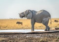 An African elephant drinking at a man-made waterhole in Etosha Park in Namibia with wildebeest in the background