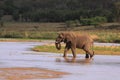 Wild african elephant crossing and drinking river with trunk Royalty Free Stock Photo