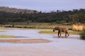 Wild african elephant crossing and drinking river with trunk Royalty Free Stock Photo