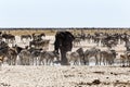 African elephant drinking together with zebras and antelope at a Royalty Free Stock Photo