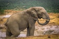 African elephant drinking and washing himself in the lake in Addo national park Royalty Free Stock Photo