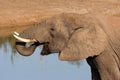 African Elephant Drinking Water Royalty Free Stock Photo