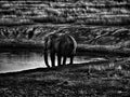 African Elephant drinking water Royalty Free Stock Photo