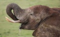 African Elephant Drinking Water Royalty Free Stock Photo