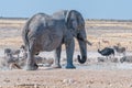 African elephant drinking water at the Nebrownii waterhole Royalty Free Stock Photo