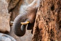 African elephant drinking water from a river Royalty Free Stock Photo