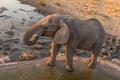 African elephant drinking water at sunset Royalty Free Stock Photo