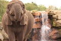 African elephant drinking from waterfall with trunk