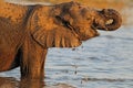 African elephant drinking at a waterhole, Chobe National park, Botswana, Africa Royalty Free Stock Photo