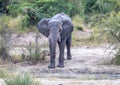 African Elephant drinking at a waterhole in the Nxai Pan National Park in Botswana Royalty Free Stock Photo