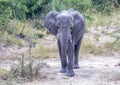 African Elephant drinking at a waterhole in the Nxai Pan National Park in Botswana Royalty Free Stock Photo