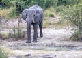 African Elephant drinking at a waterhole in the Nxai Pan National Park in Botswana Royalty Free Stock Photo