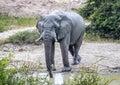 African Elephant drinking at a waterhole in the Nxai Pan National Park in Botswana Royalty Free Stock Photo