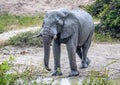 African Elephant drinking at a waterhole in the Nxai Pan National Park in Botswana Royalty Free Stock Photo