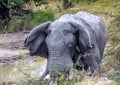 African Elephant drinking at a waterhole in the Nxai Pan National Park in Botswana Royalty Free Stock Photo