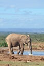 African Elephant drinking at a waterhole Royalty Free Stock Photo