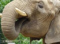 An African elephant drinks water Royalty Free Stock Photo
