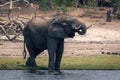 African elephant drinks water near dead tree Royalty Free Stock Photo