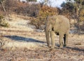 African Elephant in a Dry Dusty Landscape During a Drought in Africa