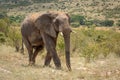 African Elephant With Dusty Back Crosses Hillside