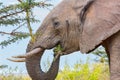 African Elephant Eating Acacia Leaves and Bark