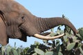 African Elephant Eating Cactus