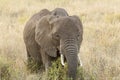 African elephant eating