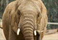 African Elephant eating