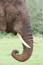 African Elephant Eating Grass Royalty Free Stock Photo