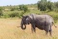 African Elephant eating grass on the savannah in Africa Royalty Free Stock Photo