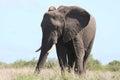 An African Elephant eating grass