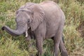 African elephant eating grass Royalty Free Stock Photo