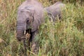 African elephant eating grass Royalty Free Stock Photo