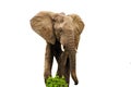 African Elephant Eating Isolated Royalty Free Stock Photo