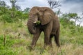 African elephant eating leaves Royalty Free Stock Photo