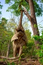 African elephant eating leaves at high level Royalty Free Stock Photo