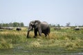 African Elephant eating minerals Royalty Free Stock Photo