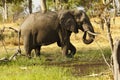 African Elephant eating minerals Royalty Free Stock Photo