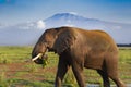 An African Elephant Eating With Mt Kilimanjaro In The Background Royalty Free Stock Photo