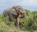 African Elephant eating Royalty Free Stock Photo