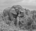 African Elephant eating Royalty Free Stock Photo