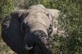 African elephant eating in the African savannah of South Africa, this herbivore is the largest on earth