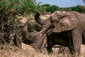 African elephant eating from tree - Tanzania national park Royalty Free Stock Photo